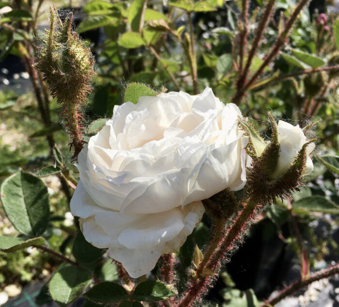 Rosa Blanche Moreau muschiata Vittori Vivai Forlì Cesena