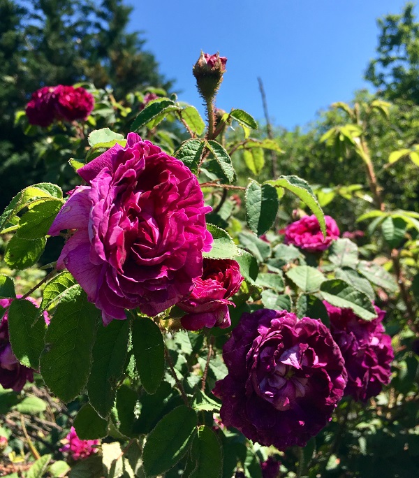 capitain-jhon-ingraham