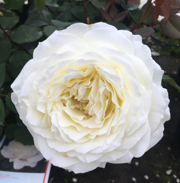 Jeanne Moreau - Vittori Vivai