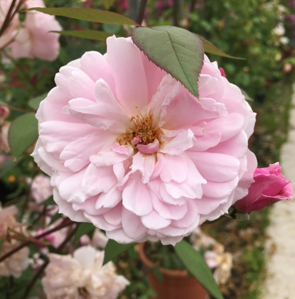 mortimer-sackler-clg