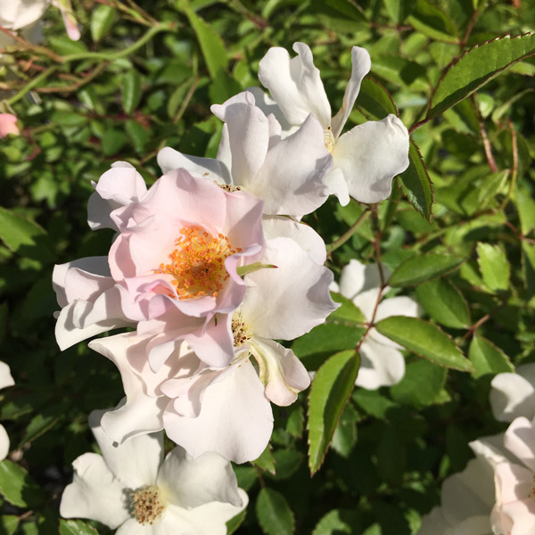 Nozomi - Vittori Vivai