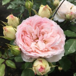 stephanie-baronin-zu-guttenberg-rose