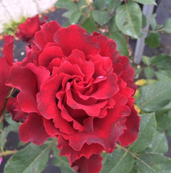 hommage-a-barbara-bis