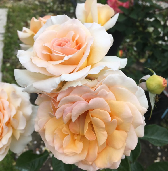 jean-pierre-foucault-bis