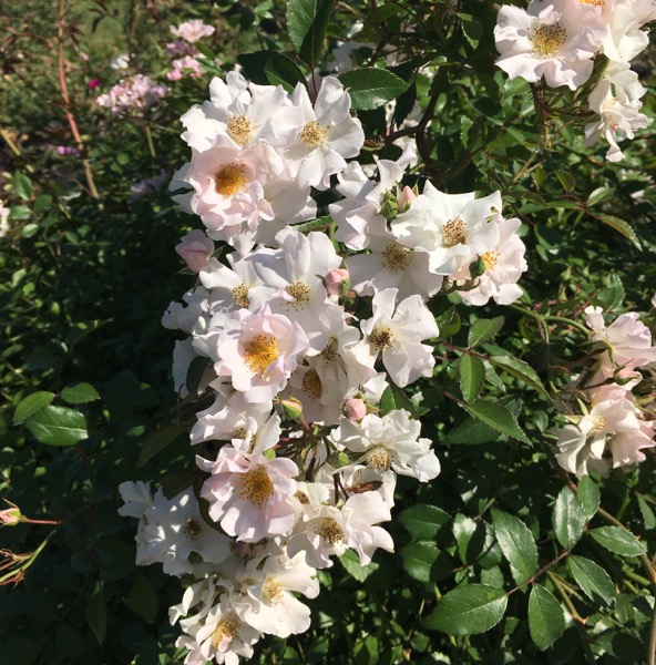 Nozomi - Vittori Vivai