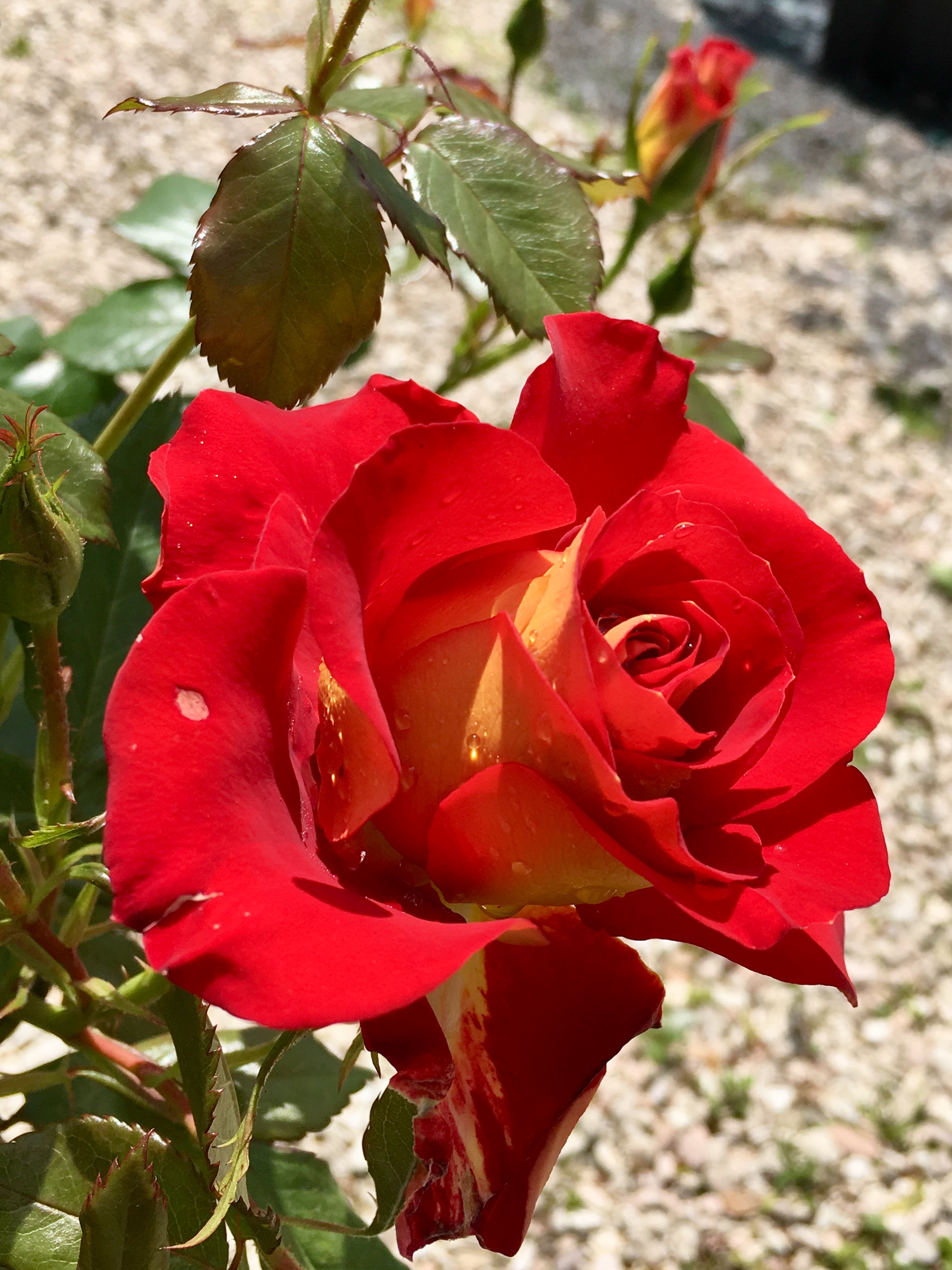 Rosa Ketchup & Mustard bicolore Vittori Vivai Forlì Cesena