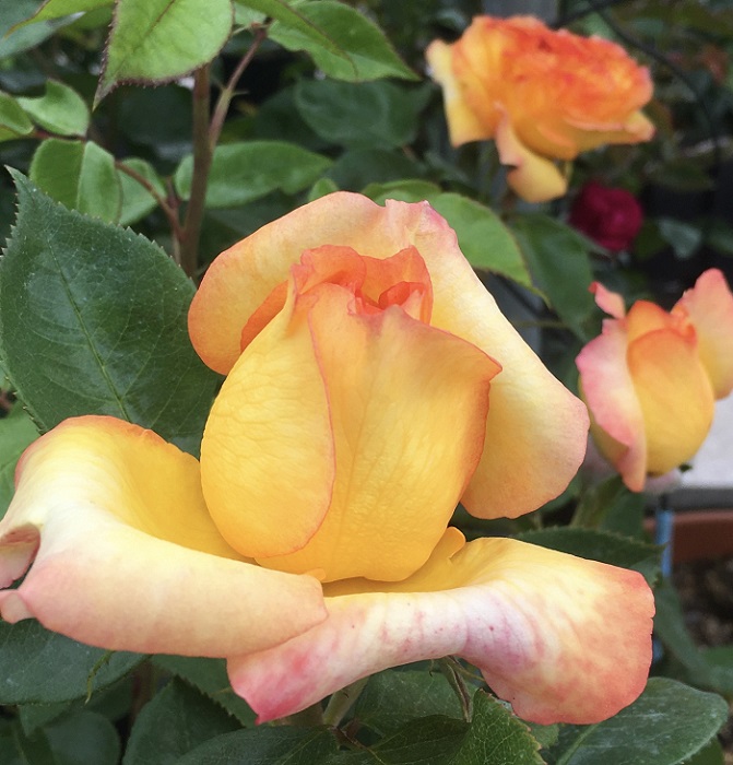 henry-delbard-boccio