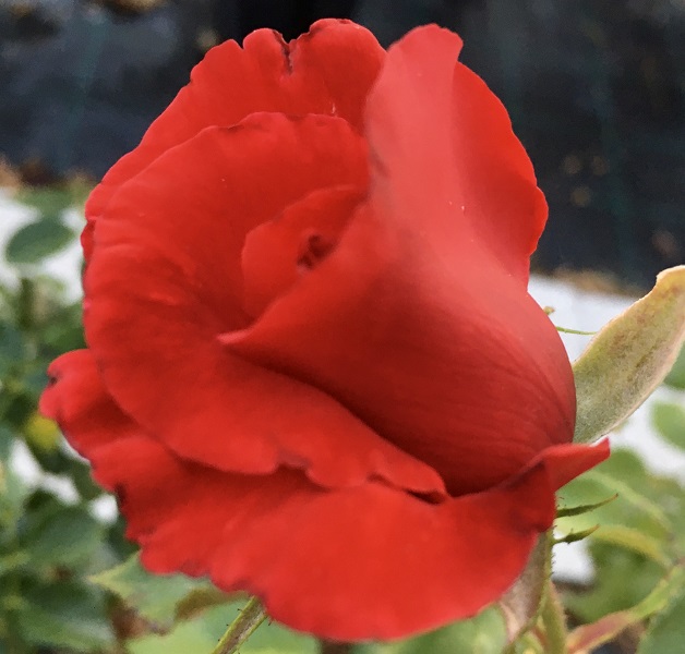 la-marseillais-boccio