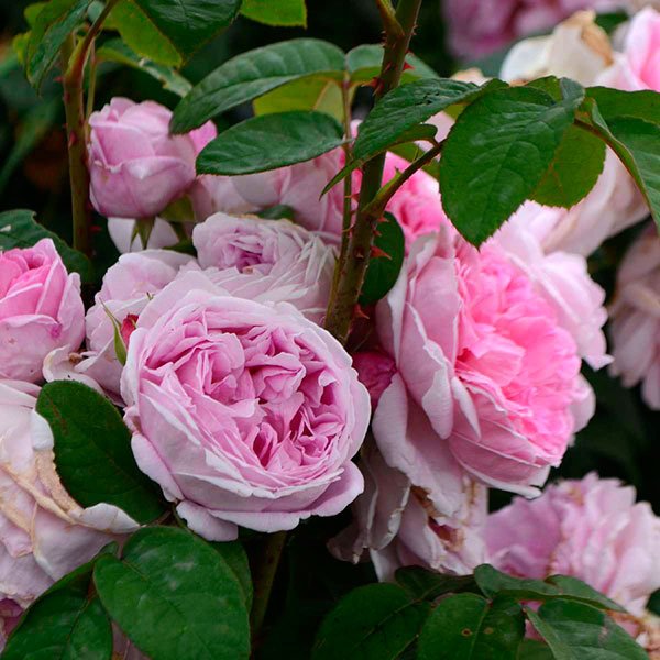 rosalba-carriera_rose_novaspina